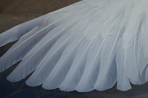Who Is the Holy Spirit? Who Is the Holy Spirit?